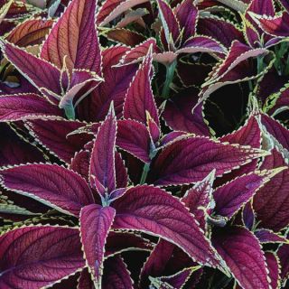 Ruby Sun Coleus Thumbnail